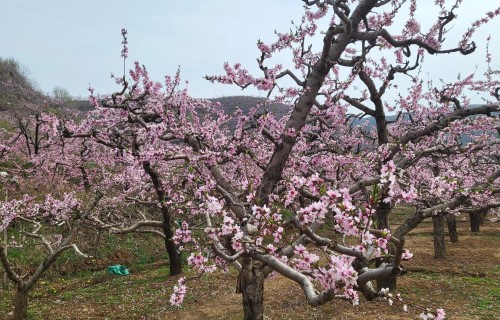 男人听我一句劝：夫妻生活，多数女人，表面上不说，心里都有杆秤