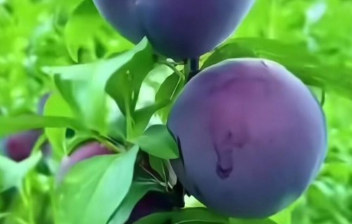 夫妻过了75岁，尽量还要在一起住：不是情，是命