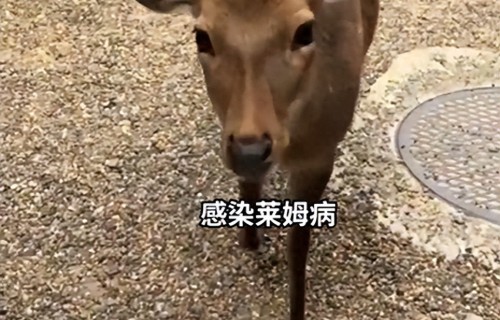 摸了日本奈良鹿，西班牙25岁女演员发烧呕吐半年！确诊这种病如今无法下床 